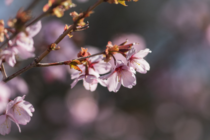 在银河娱乐娱乐中,感受博彩与美食的完美结合