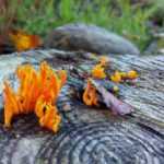 17332期体育彩票开奖公告及中奖号码详细公布 0tqrcye