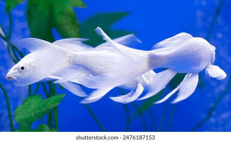 17232期开奖号揭晓:最新中奖号码及结果查询 17232期开奖号揭晓:最新中奖号码及结果查询