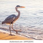 17276期开奖结果震撼揭晓,大奖花落谁家引关注 r2ht74w4c